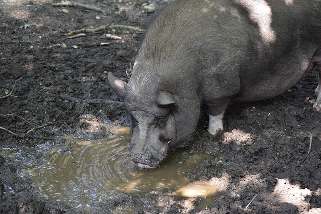 穆帅：我们发现的问题阿贾克斯都发现了，他们会变得更强